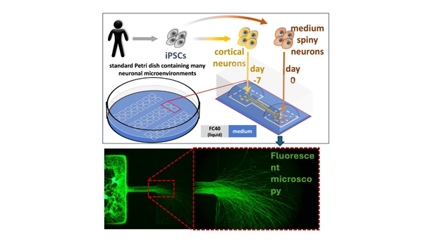 Creating brain circuits with human neurons and fluid walls