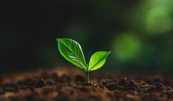 Without oxygen, the first minutes matter: a molecular circuit helps plants survive 